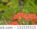 The arrival of autumn: cluster amaryllis blooming in the autumn fields 131535515