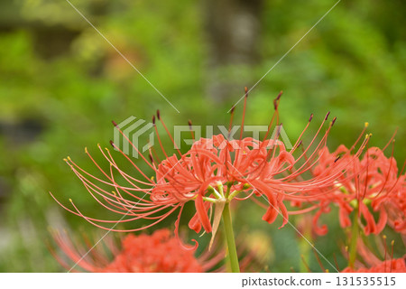 秋天的到來:秋日田野裡盛開的石蒜花 秋天的到來:秋日田野裡盛開的石蒜花 131535515