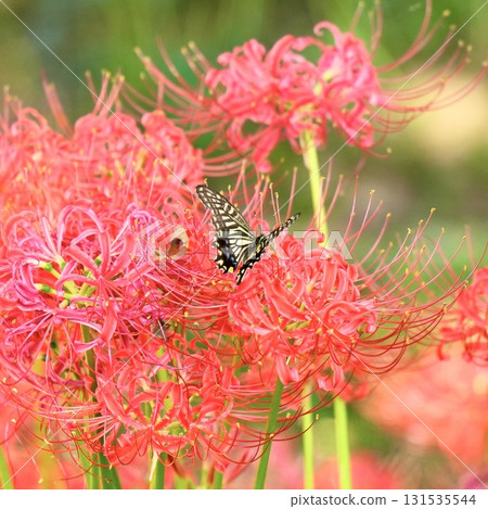 Autumn scenery of red spider lilies and swallowtail butterflies Autumn scenery of red spider lilies and swallowtail butterflies 131535544