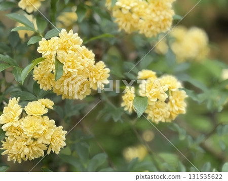 Yellow mock butter flower Yellow mock butter flower 131535622