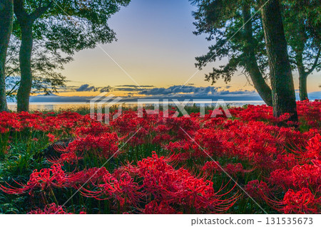 Cluster amaryllis enveloped in the morning sun - Lake Biwa Genjihama 2025 Cluster amaryllis enveloped in the morning sun - Lake Biwa Genjihama 2025 131535673