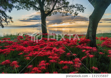 Cluster amaryllis enveloped in the morning sun - Lake Biwa Genjihama 2025 131535697