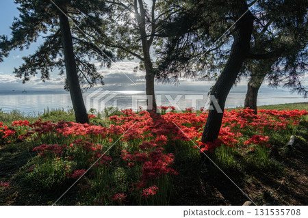 Cluster amaryllis enveloped in the morning sun - Lake Biwa Genjihama 2025 Cluster amaryllis enveloped in the morning sun - Lake Biwa Genjihama 2025 131535708