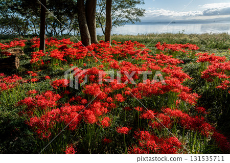 2025年，琵琶湖源氏濱，沐浴在朝陽中的石蒜花 131535711