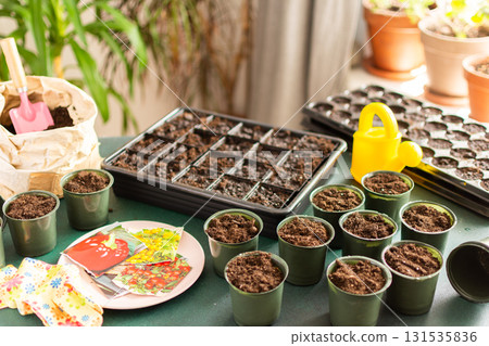 Starting tomato seeds indoors involves filling pots with soil, arranging containers, and organizing tools for a successful planting experience at home 131535836