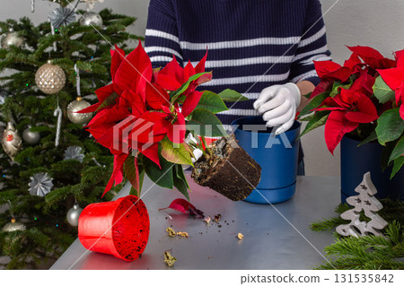 A woman transplants Poinsettia flowers into a new pot 131535842