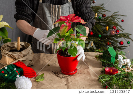 Transplanting vibrant Poinsettia flowers into a new pot, a man works next to a festively decorated Christmas tree, bringing seasonal cheer and home gardening into the holiday celebration 131535847