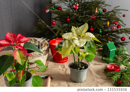 Poinsettia flowers being transplanted into new pots next to a beautifully decorated Christmas tree, capturing the essence of Christmas gardening and festive home decor 131535938