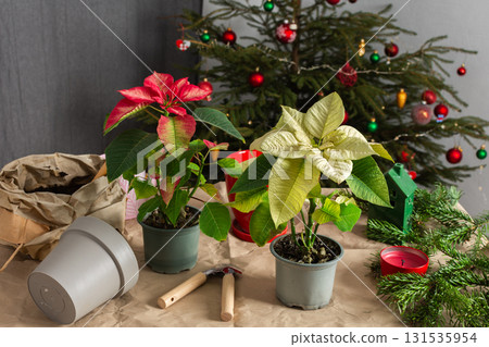 Transplanting vibrant Poinsettia flowers into new pots, with a decorated Christmas tree in the background, creating a festive, cozy holiday atmosphere, perfect for Christmas celebrations 131535954