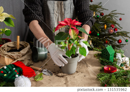 A cozy holiday scene with a man repotting Poinsettia flowers by a Christmas tree, capturing the essence of festive spirit and home gardening during the Christmas season 131535962