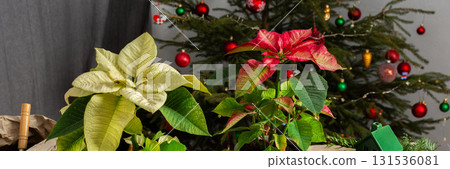 A joyful Merry Christmas scene with Poinsettia flowers being repotted, placed beside a decorated Christmas tree, bringing festive cheer and seasonal beauty to the holiday season, banner 131536081