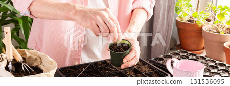 A man is carefully planting tomato seeds in small pots at home, readying for spring gardening. The workspace features soil, tools, and plant pots organized thoughtfully, banner A man is carefully planting tomato seeds in small pots at home, readying for spring gardening. The workspace features soil, tools, and plant pots organized thoughtfully, banner 131536095