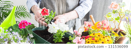 A man planting colorful petunias in pots, surrounded by lush greenery, capturing spring gardening and hobby vibes, spring decoration of a home balcony or terrace with flowers, banner A man planting colorful petunias in pots, surrounded by lush greenery, capturing spring gardening and hobby vibes, spring decoration of a home balcony or terrace with flowers, banner 131536099