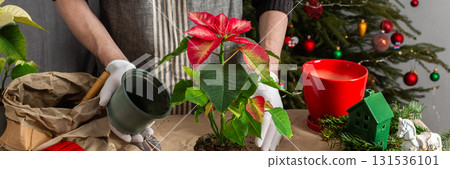 A man transplanting Poinsettia flowers into a new pot near a beautifully decorated Christmas tree, creating a warm, festive atmosphere at home for the holiday season, banner 131536101
