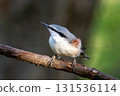 Nuthatch perched on a tree branch 131536114