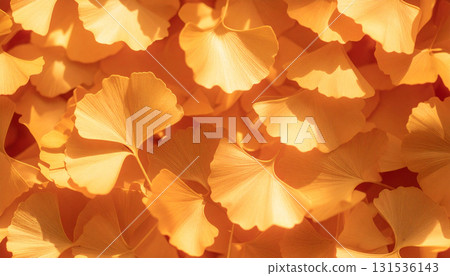 fallen leaves of ginkgo 131536143