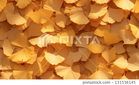 fallen leaves of ginkgo 131536145