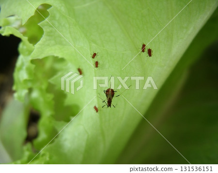 一群台灣長角蚜蟲正在吸食萵苣葉汁 一群台灣長角蚜蟲正在吸食萵苣葉汁 131536151