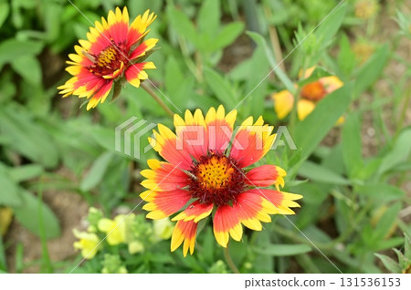 天人菊屬（菊科） 131536153