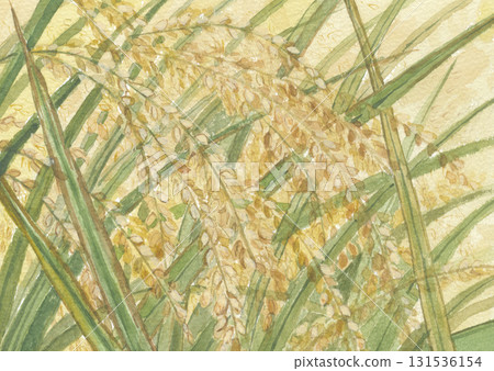 水彩畫稻穗 131536154