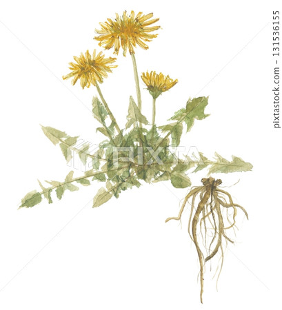 水彩蒲公英的花和根 131536155