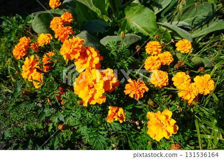 Orange marigold Orange marigold 131536164