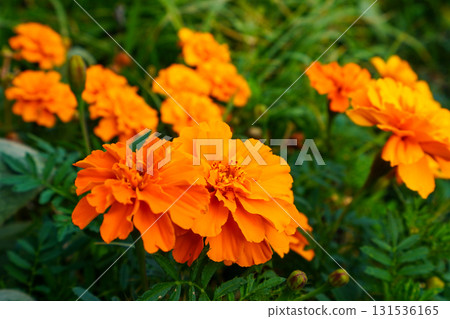 Orange marigold 131536165