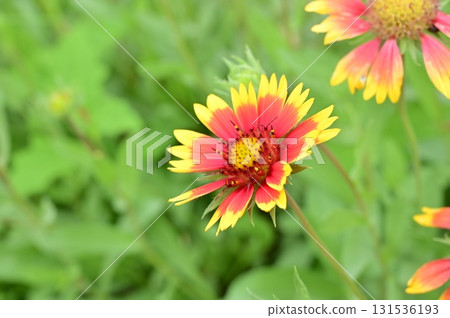 Gaillardia (Asteraceae) Gaillardia genus Gaillardia (Asteraceae) Gaillardia genus 131536193