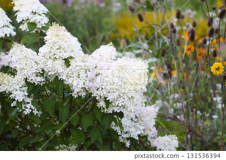 White petals of hydrangea plant in full bloom. 131536394