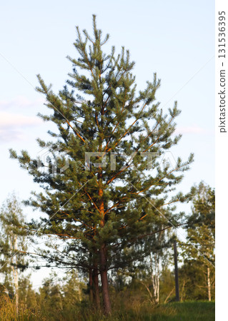 Peaceful forest path surrounded by summer pine trees. 131536395
