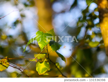 Trees illuminated with soft golden light. Trees illuminated with soft golden light. 131536398