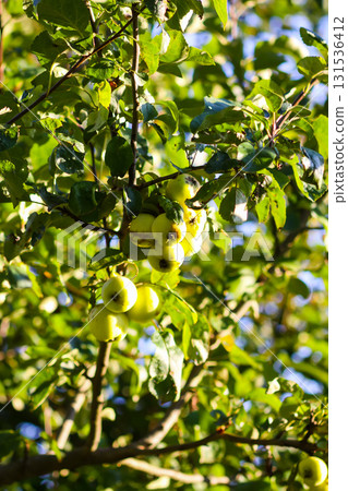 Apple tree with ripening fruits in summer garden. 131536412