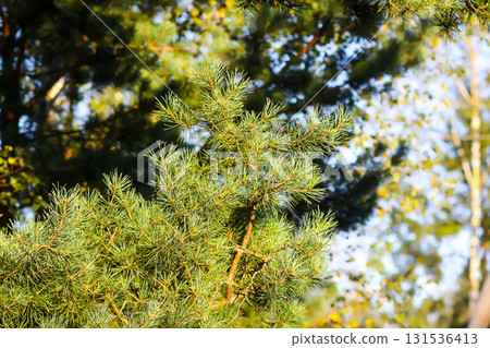 Summer woodland scene with lush pine trees. 131536413