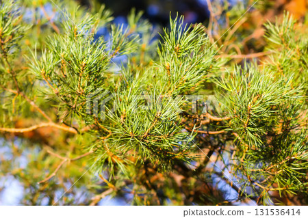 Green pine needles glowing in bright summer light. 131536414