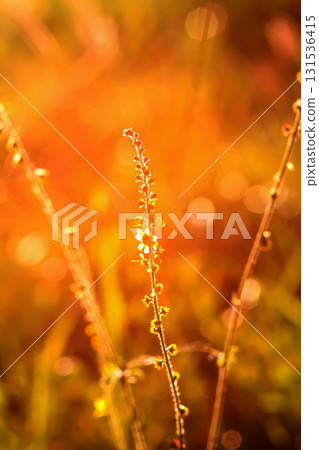 Warm sunlight over flowering countryside field. 131536415