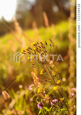 Tranquil rural meadow bathed in sunset glow. 131536416