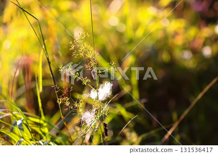 Tranquil rural meadow bathed in sunset glow. 131536417