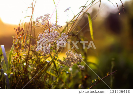 Close-up of wildflowers in golden evening light. 131536418