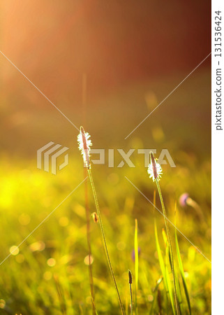 Golden sunset illuminating wildflower meadow. 131536424