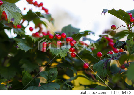 Ripe red viburnum berries on bush in garden. Ripe red viburnum berries on bush in garden. 131536430