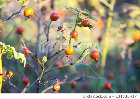 Red rosehip berries ripening in autumn sunlight. Red rosehip berries ripening in autumn sunlight. 131536437