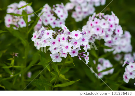 Close-up of pink and purple phlox blossoms. Close-up of pink and purple phlox blossoms. 131536453