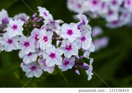 Vibrant phlox flowers blooming in garden. 131536454