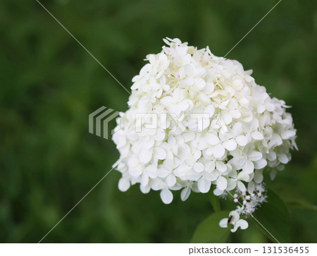 Lush hydrangea blossoms with soft white petals. Lush hydrangea blossoms with soft white petals. 131536455