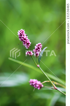 Persicaria maculosa with vibrant green leaves in sunlight. Macro detail. Persicaria maculosa with vibrant green leaves in sunlight. Macro detail. 131536465