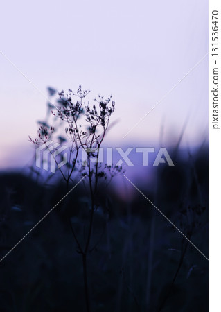 Vibrant wildflowers in rustic summer field at dusk. 131536470