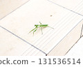 螳螂 131536514