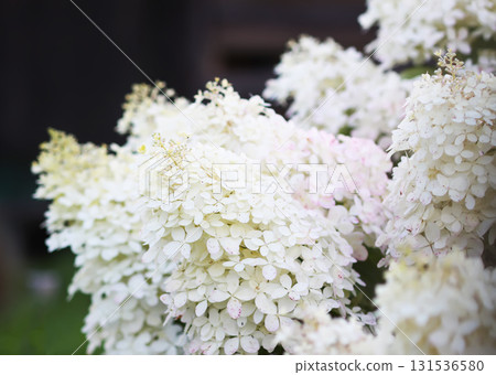 Decorative white hydrangea bloom in countryside. Decorative white hydrangea bloom in countryside. 131536580