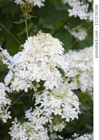Elegant white hydrangea flowers in summer season. 131536586
