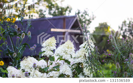 Close-up of white hydrangea blossoms in bloom. Close-up of white hydrangea blossoms in bloom. 131536589